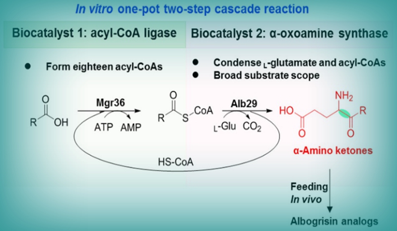上海交大徐俊课题组从链霉菌中发现新型酮胺合酶用于合成α-氨基酮衍生物