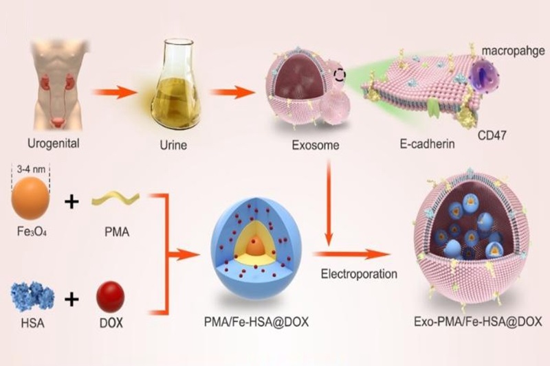 交大电院崔大祥课题组在同源靶向前列腺癌治疗的研究中取得重要进展
