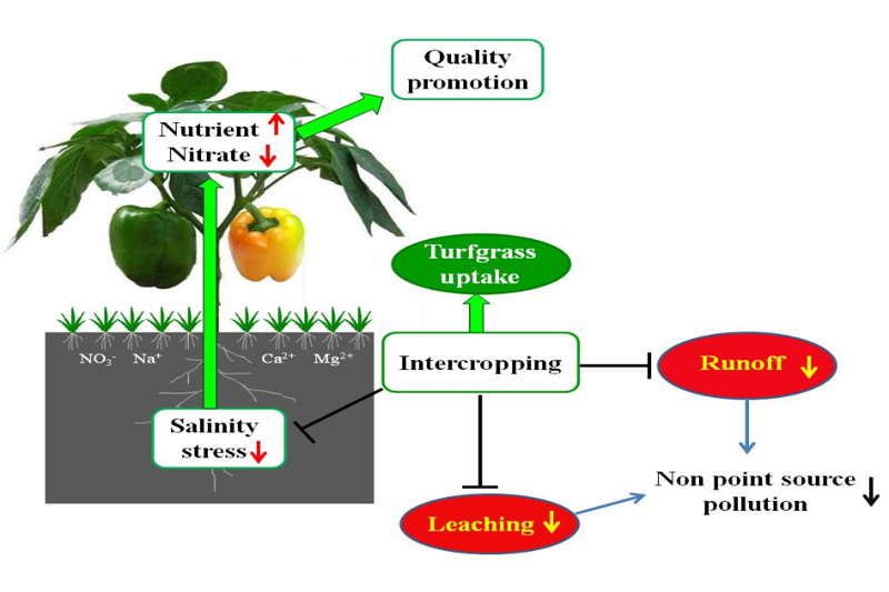 上海交大王兆龙教授团队在景观农业提质控污上取得新进展