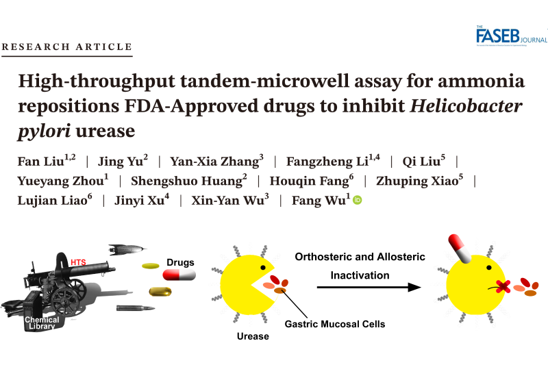 上海交大吴方团队与合作者发现三类老药可抑制幽门螺旋杆菌耐药株感染