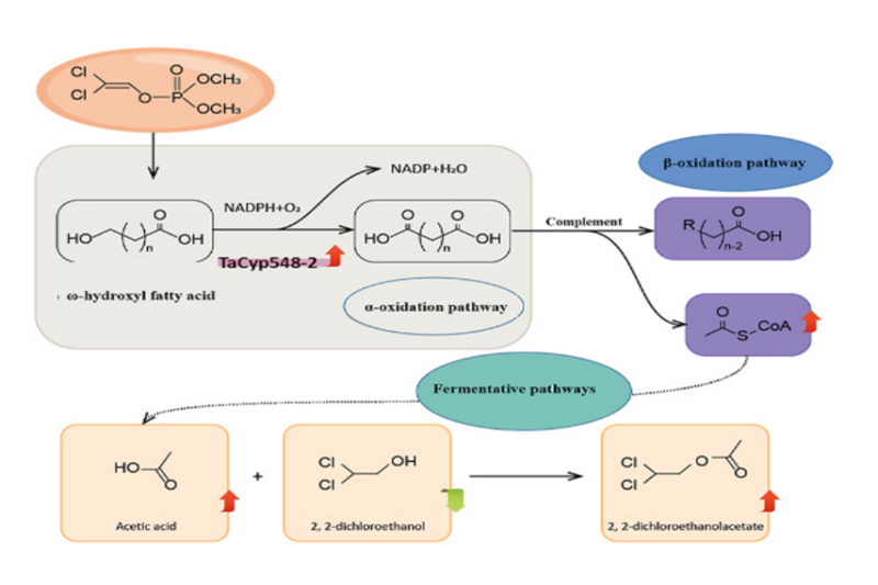 上海交大陈捷教授团队揭示生防木霉降解有机磷农药敌敌畏的分子机理