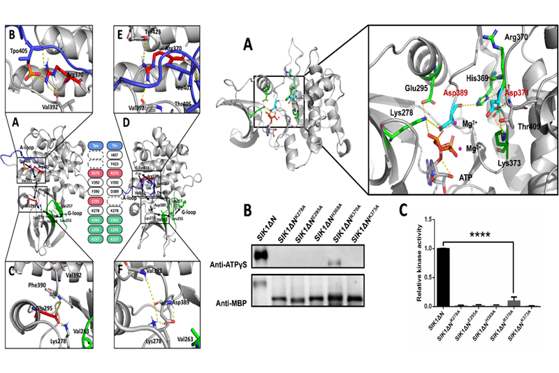 上海交大徐沁、龚清秋课题组合作建立拟南芥Hippo/SIK1蛋白激酶的激活路径