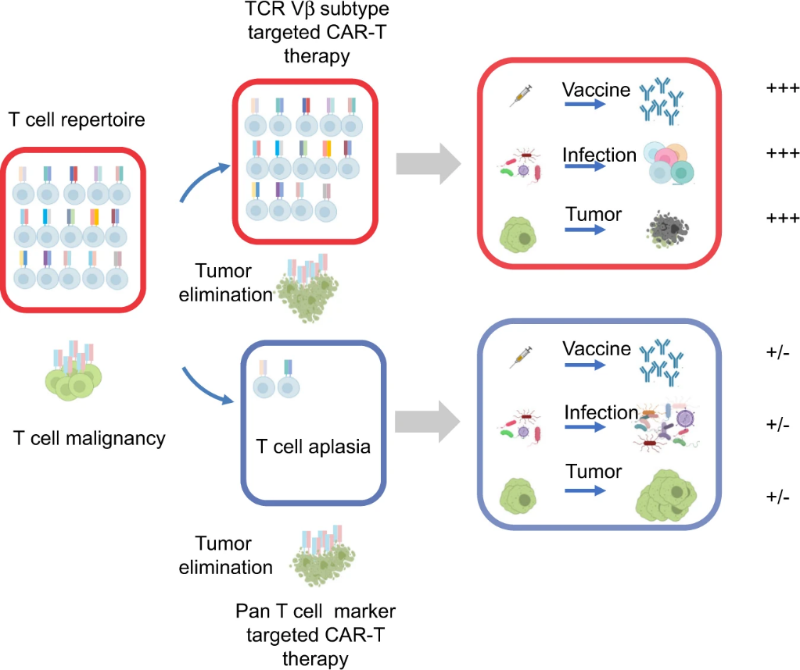 上海交大杨选明团队发现T细胞恶性肿瘤 CAR-T治疗的新靶点