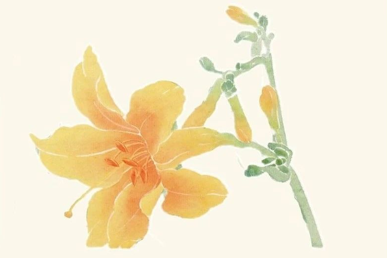 母亲节 | 萱草的花语是，爱妈妈