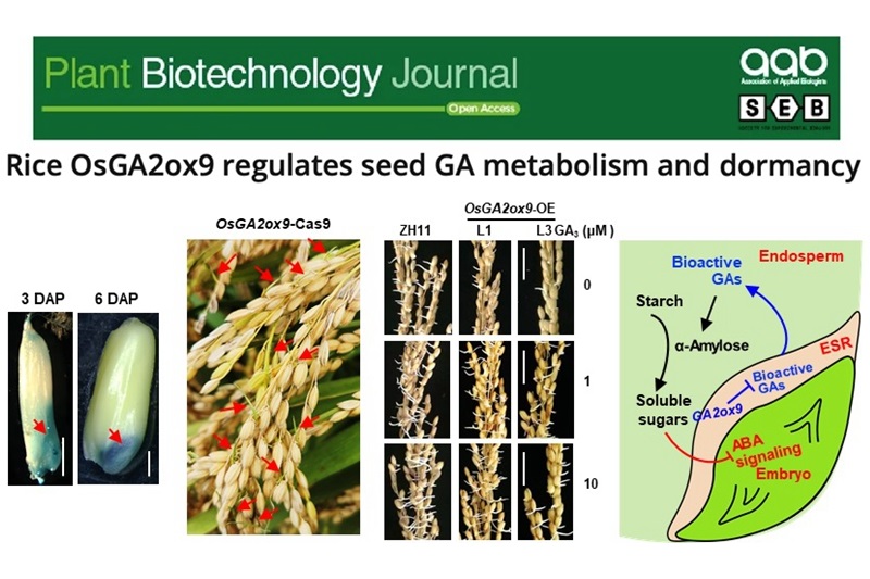 上海交大薛红卫团队揭示赤霉素代谢酶GA2ox9调控水稻种子休眠和萌发的机制
