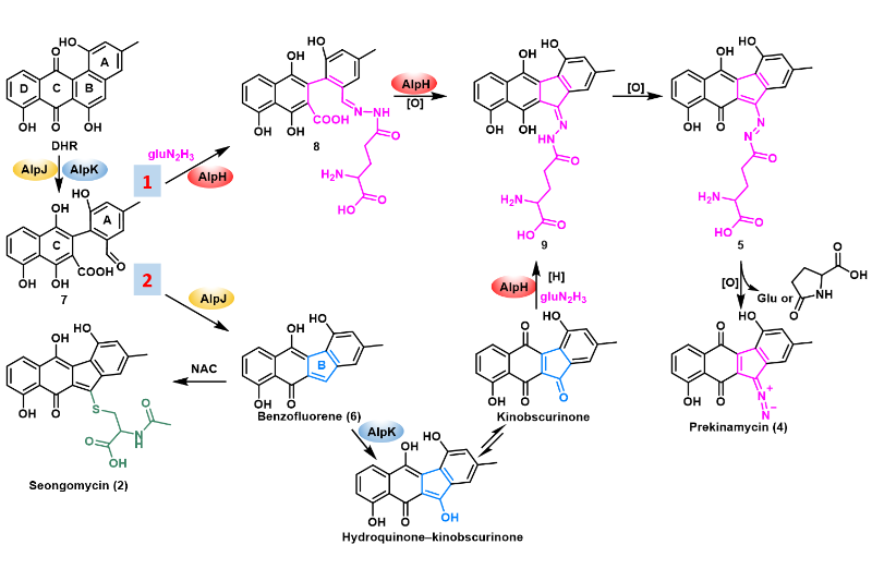 上海交大蔣明課題組解析　那霉素生物合成中氮氮鍵的上載機制