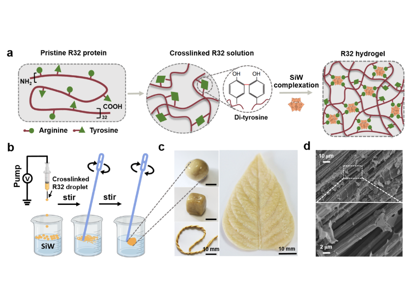上海交大微生物代谢国家重点实验室研究团队在蛋白质水下软体机器人研究方面取得新进展