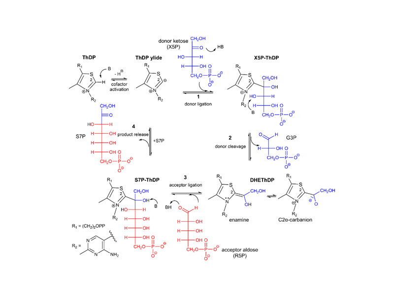 上海交大戴少波课题组揭示底物磷酸基团在转酮酶催化中的多重功能