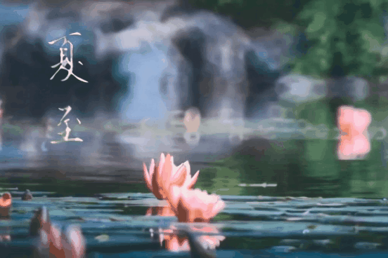 夏至来信 | 请查收一塘荷风