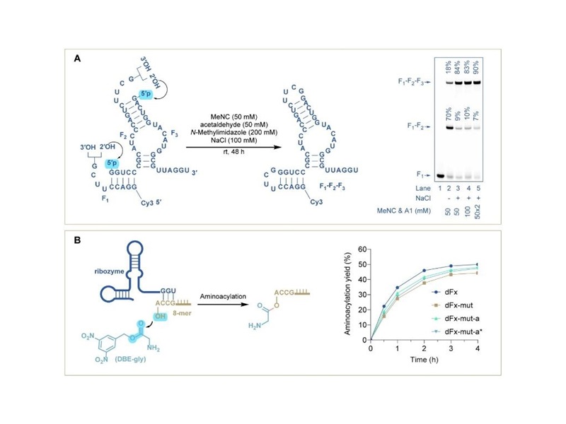 上海交大吴龙飞课题组通过原位磷酸活化与闭环连接实现功能性RNA的高效组装