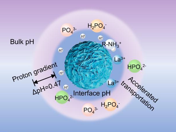 上海交大王欣泽团队WR发文揭示内亥姆霍兹平面质子浓度梯度驱动磷酸盐高效选择性去除