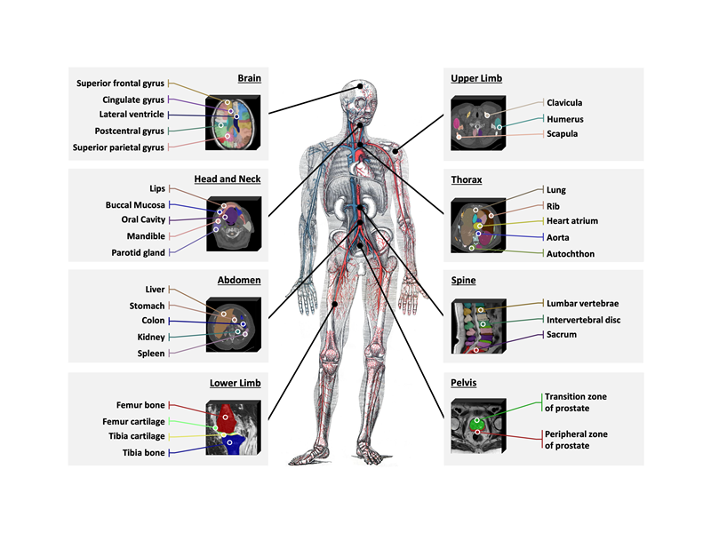 上海交大人工智能学院智慧医疗团队提出文本驱动的3D医学图像分割基础模型