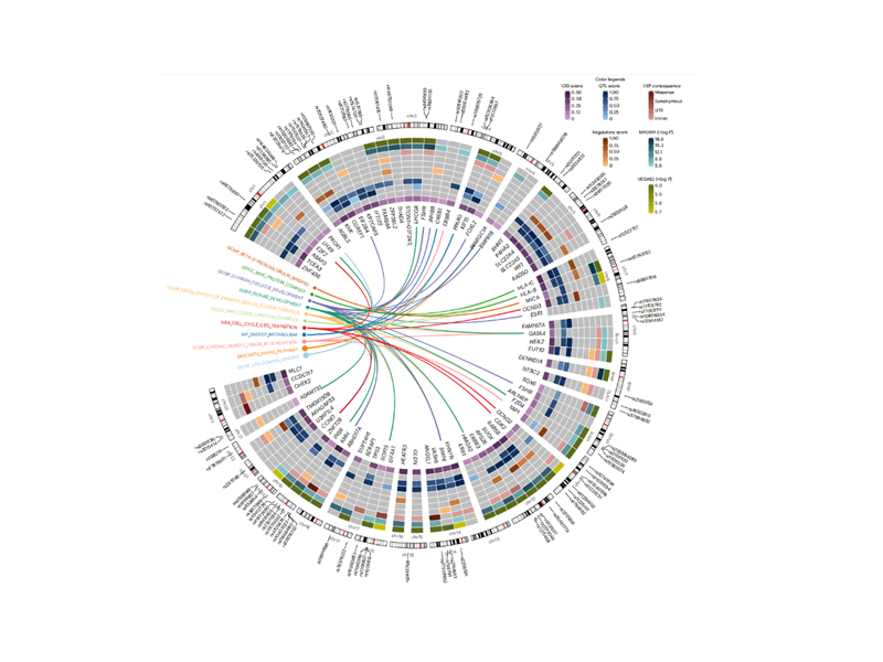 上海交大师咏勇教授团队协同多方合作者共同描绘全球多囊卵巢综合征精细遗传图谱
