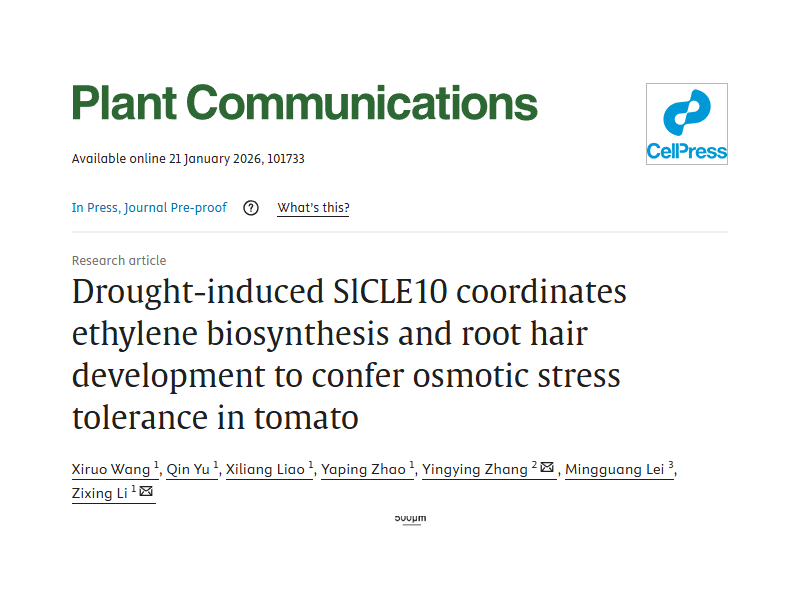 上海交大农业与生物学院李子兴课题组揭示SlCLE10小肽信号途径调控番茄根毛发育和抗旱的分子机理