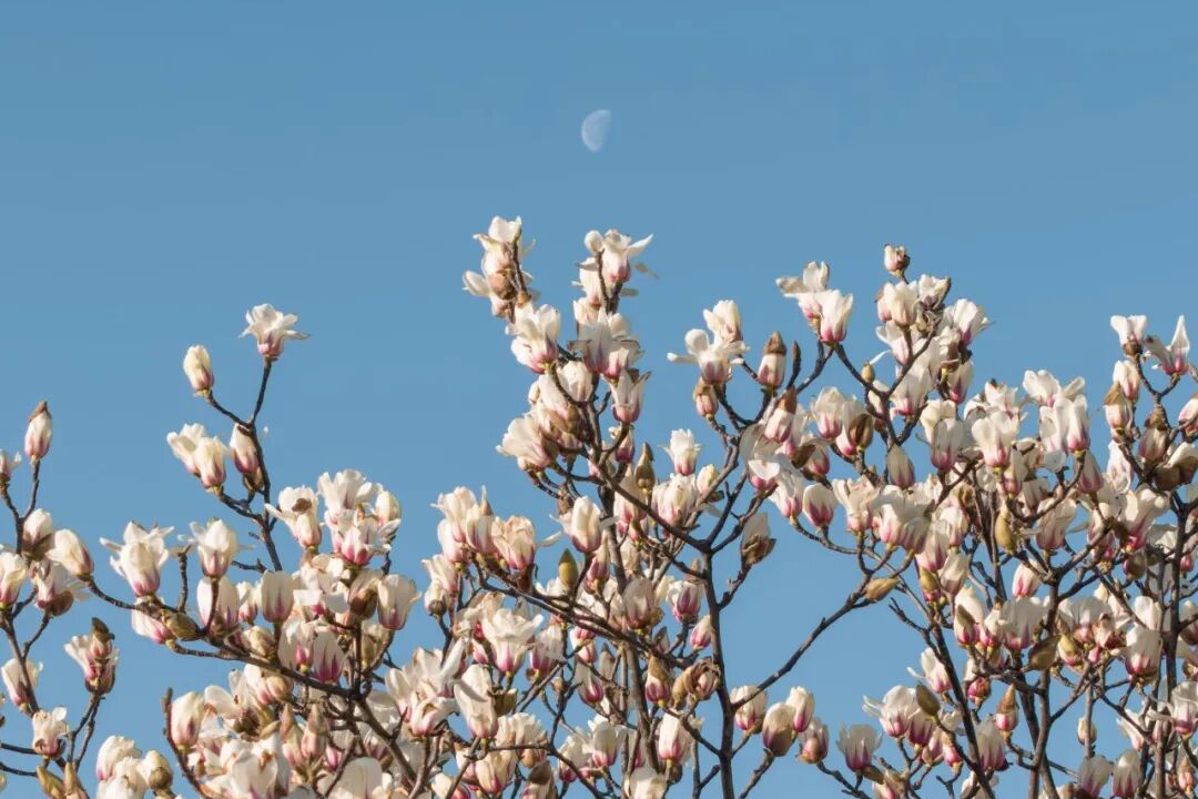 “交大顶流”，一年等一回